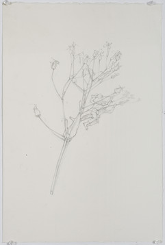 Branch for Fallen Soldier, 2008, Pencil on paper, 20" X 13"